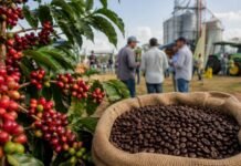 Café robusta amazônico coloca Rondônia no centro do agro da Região Norte Café robusta amazônico em destaque durante feira agro em Rondônia