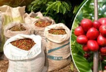 Café Robusta Amazônico ganha vitrine internacional na Rondônia Rural Show café Robusta Amazônico em Rondônia