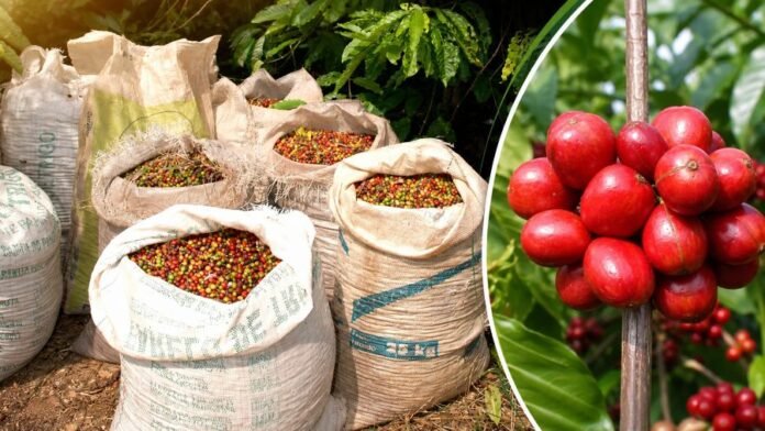café Robusta Amazônico em Rondônia