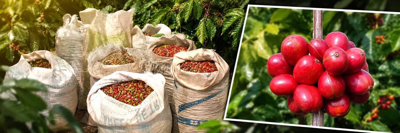 Sacas de café Robusta Amazônico colhido em Rondônia com close de frutos vermelhos maduros no cafezal
