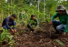 Projeto com espécies da Amazônia inspira debate sobre agroecologia em Rondônia Agroecologia em Rondônia