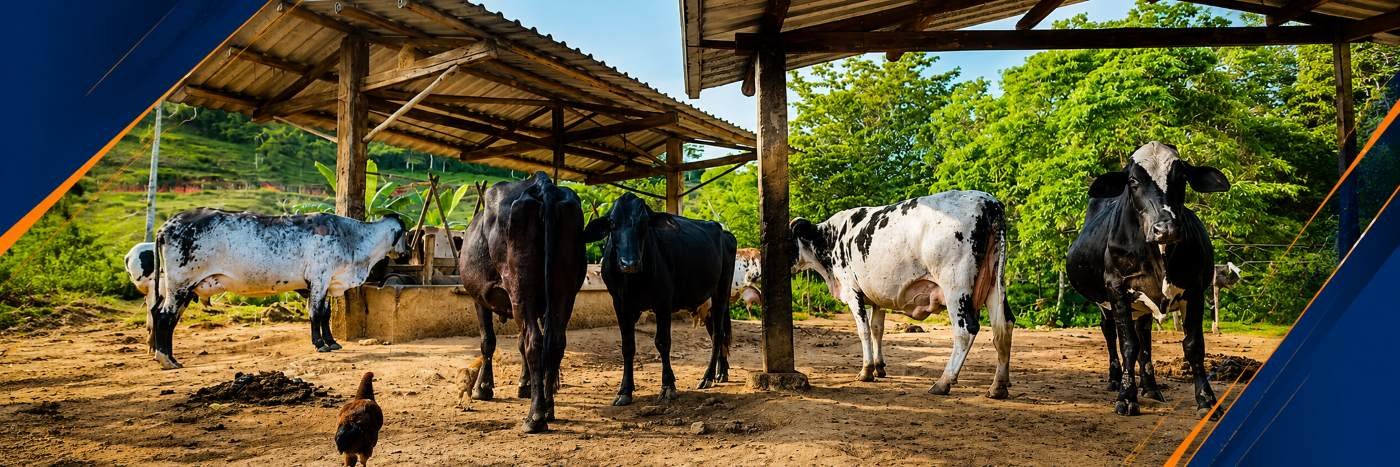 Gado em propriedade rural representa o Brasil livre de febre aftosa e a força da pecuária