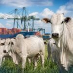 China reconhece Brasil livre de febre aftosa e retira restrições Gado em pasto com porto ao fundo representa o Brasil livre de febre aftosa e o avanço das exportações para a China