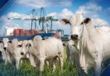 China reconhece Brasil livre de febre aftosa e retira restrições Gado em pasto com porto ao fundo representa o Brasil livre de febre aftosa e o avanço das exportações para a China