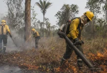 Inscrições para 270 brigadistas do Corpo de Bombeiros terminam nesta terça em Rondônia Brigadistas temporarios em rondônia