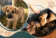 Feira reúne animais resgatados em busca de novos lares Filhote em destaque ao lado de cães resgatados durante ação voltada à adoção animal em Porto Velho