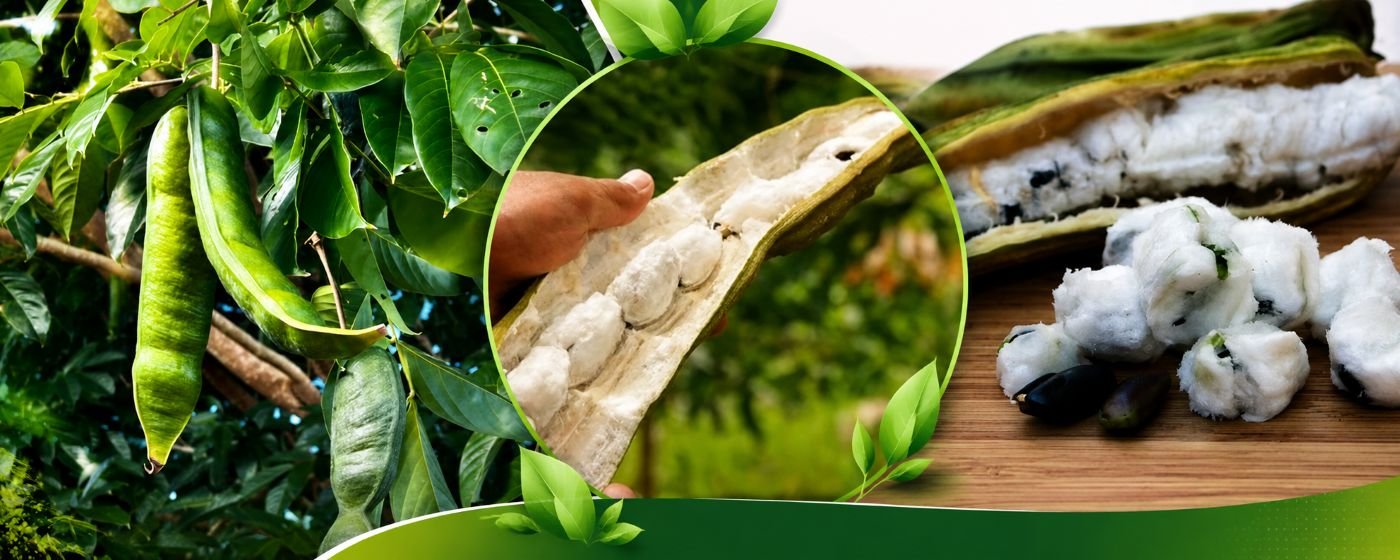 Montagem com vagem de ingá-açu na árvore, fruto aberto mostrando a polpa branca e sementes da fruta amazônica