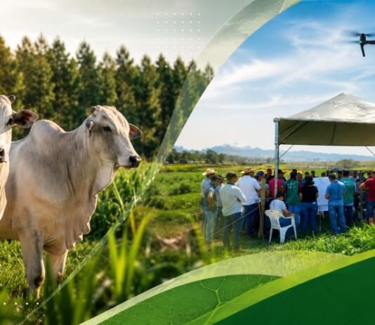 Dia de Campo apresenta soluções para fortalecer pecuária sustentável Produtores rurais participam de Dia de Campo ao lado de gado em área de pastagem com tecnologia aplicada à pecuária sustentável