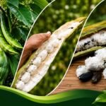 Fruta amazônica conquista pelo sabor e pelos benefícios à saúde Montagem mostra vagem do ingá-açu na árvore, fruto aberto e polpa branca típica da fruta amazônica