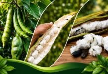 Fruta amazônica conquista pelo sabor e pelos benefícios à saúde Montagem mostra vagem do ingá-açu na árvore, fruto aberto e polpa branca típica da fruta amazônica