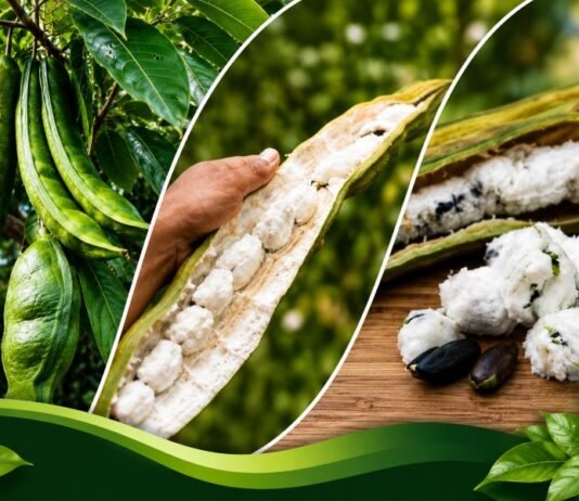 Fruta amazônica conquista pelo sabor e pelos benefícios à saúde Montagem mostra vagem do ingá-açu na árvore, fruto aberto e polpa branca típica da fruta amazônica