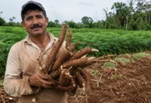 Mandioca tem bônus do PGPAF em julho para produtores de Rondônia Agricultor familiar segura mandioca em Rondônia em matéria sobre PGPAF em Rondônia