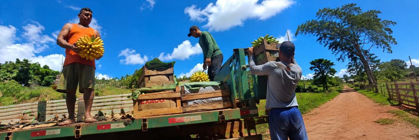 Agricultores carregam bananas em caminhão usado no transporte da produção rural em Porto Velho