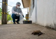 Agevisa aponta três morcegos com raiva em Rondônia Morcego isolado durante alerta sobre morcegos com raiva em Rondônia