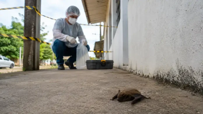 Morcego isolado durante alerta sobre morcegos com raiva em Rondônia