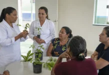 Fitoterapia em Ji-Paraná começa na Atenção Primária com apoio técnico do SUS Profissionais de saúde orientam moradores sobre fitoterapia em Ji-Paraná com mudas de plantas medicinais em uma UBS