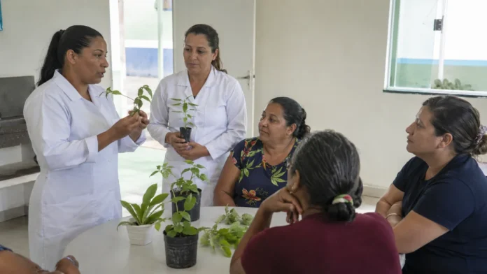 Profissionais de saúde orientam moradores sobre fitoterapia em Ji-Paraná com mudas de plantas medicinais em uma UBS