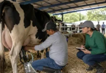 Concurso Leiteiro na Expojipa mostra avanços da pecuária leiteira em Rondônia pecuária leiteira em rondônia