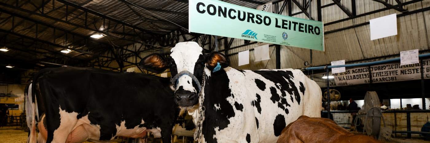 Vacas leiteiras em pavilhão agropecuário durante concurso leiteiro, representando a pecuária leiteira em Rondônia.
