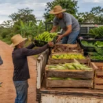 Transporte gratuito ajuda agricultores familiares a escoar produção em Porto Velho Transporte da produção rural ajuda agricultores familiares em Porto Velho