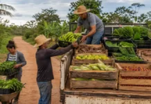 Transporte gratuito ajuda agricultores familiares a escoar produção em Porto Velho Transporte da produção rural ajuda agricultores familiares em Porto Velho