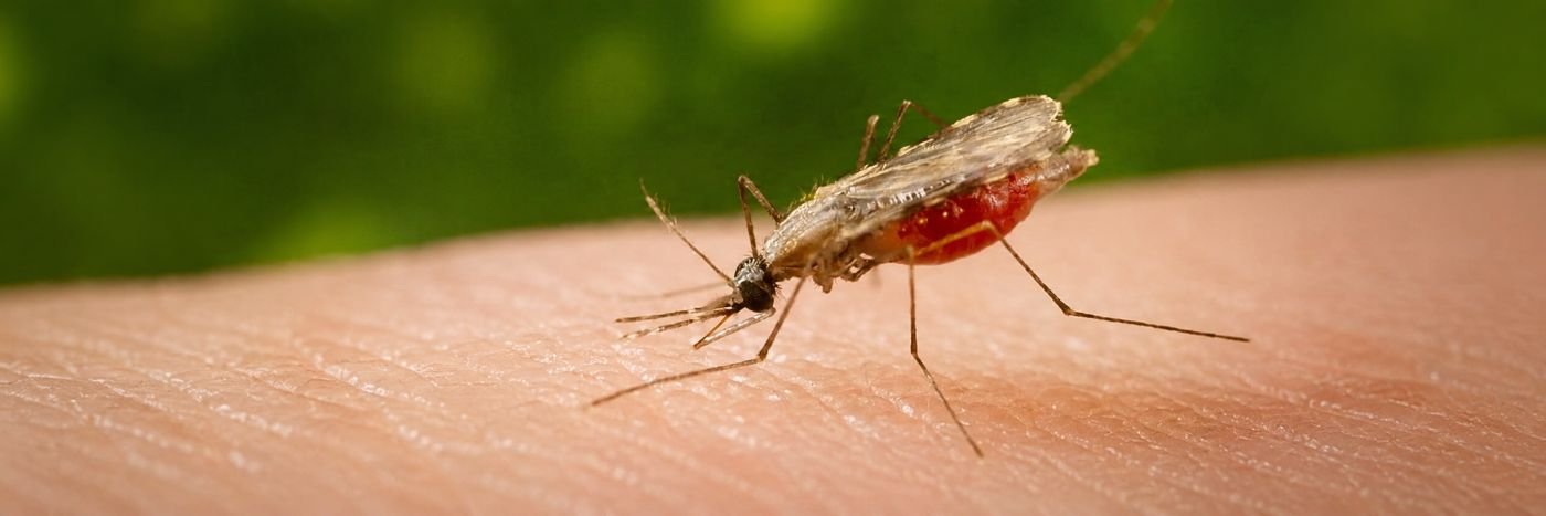Mosquito transmissor da malária em close-up, representando pesquisa científica sobre vacina contra malária e doenças tropicais.