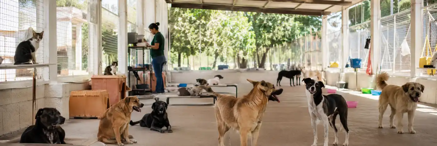 Proteção animal em Vilhena com cães e gatos acolhidos em abrigo municipal