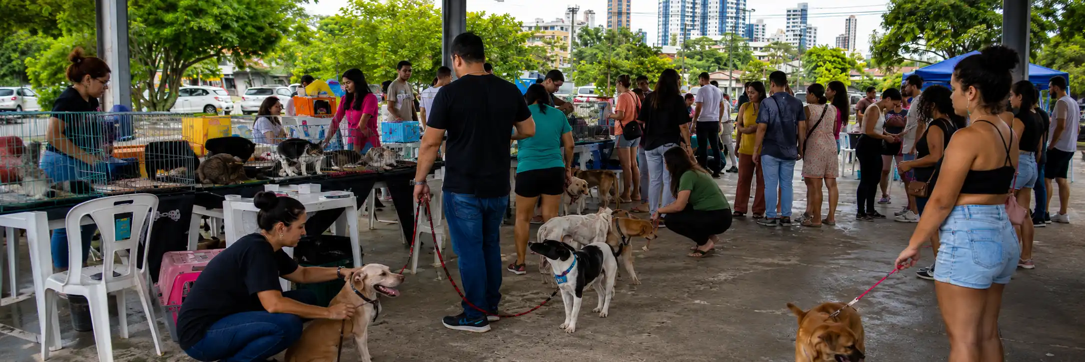 Cães e gatos participam de feira de adoção animal em Porto Velho.
