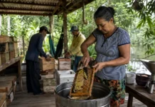 Lago do Cuniã avalia produção local e potencial para apicultura Moradores trabalham com mel durante avaliação da bioeconomia no Lago do Cuniã.