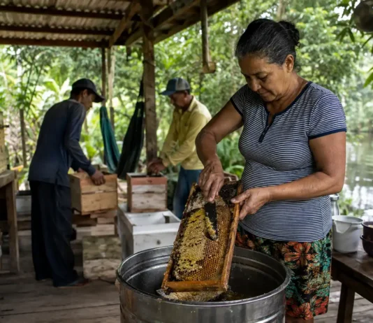 Lago do Cuniã avalia produção local e potencial para apicultura Moradores trabalham com mel durante avaliação da bioeconomia no Lago do Cuniã.