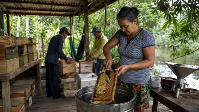 Moradores trabalham com mel durante avaliação da bioeconomia no Lago do Cuniã.