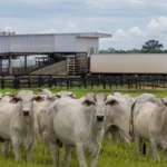 Carne brasileira chega a 90% da cota chinesa; veja o risco para Rondônia Cota da carne bovina na China com gado de Rondônia e estrutura de logística para exportação