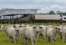 Carne brasileira chega a 90% da cota chinesa; veja o risco para Rondônia Cota da carne bovina na China com gado de Rondônia e estrutura de logística para exportação