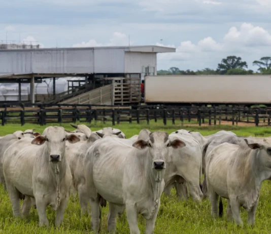 Carne brasileira chega a 90% da cota chinesa; veja o risco para Rondônia Cota da carne bovina na China com gado de Rondônia e estrutura de logística para exportação