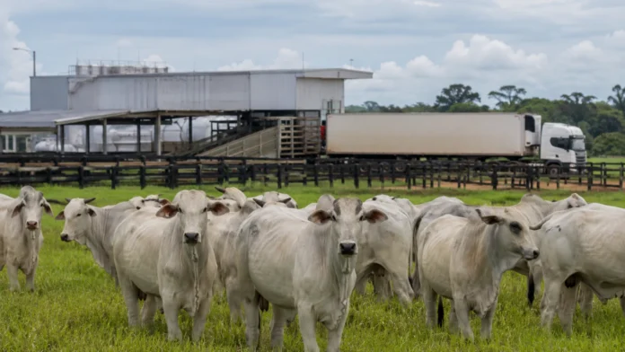 Cota da carne bovina na China com gado de Rondônia e estrutura de logística para exportação