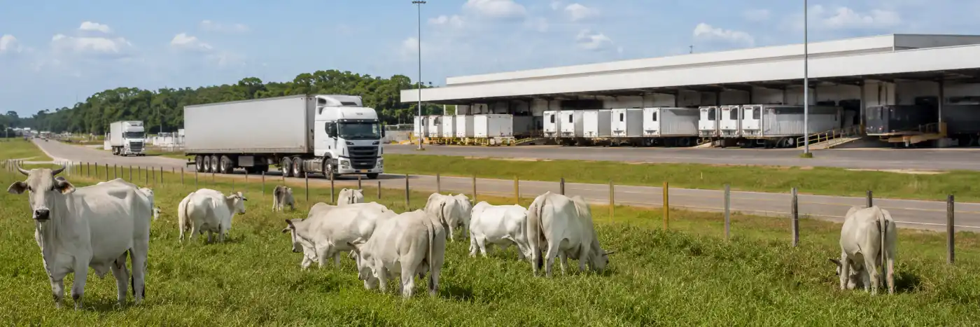 Gado, caminhões e estrutura frigorífica ligados às exportações e à cota da carne bovina na China