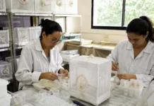 Porto Velho inicia implantação do Método Wolbachia contra a dengue Técnicas trabalham no insetário durante a preparação do Método Wolbachia em Porto Velho.