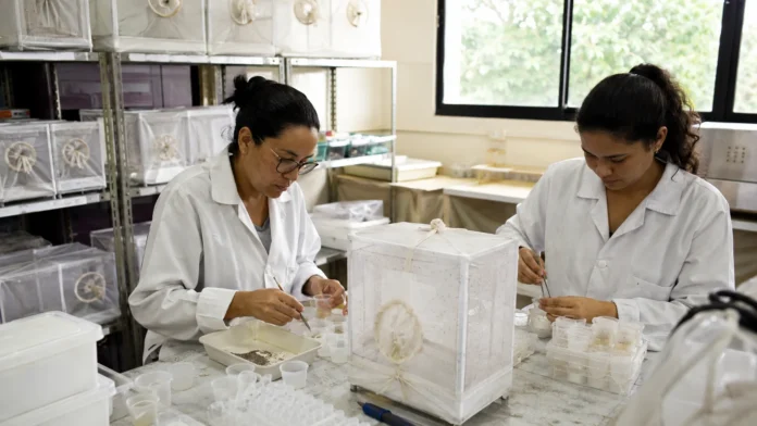 Método Wolbachia entra em fase de implantação em Porto Velho Técnicas trabalham no insetário durante a preparação do Método Wolbachia em Porto Velho.