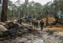Operação inutiliza 23 acampamentos de garimpo no Parque Mapinguari Agentes de fiscalização em área de garimpo no Parque Mapinguari durante operação ambiental na floresta amazônica.