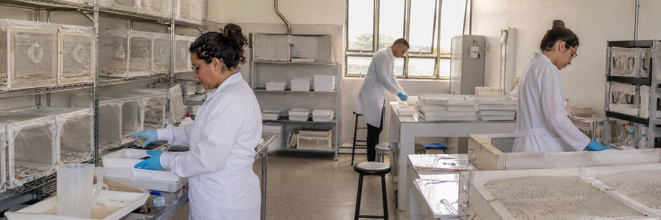 Equipe técnica prepara recipientes do Método Wolbachia em insetário de Porto Velho.