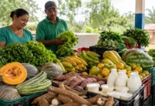 Jaru prevê cerca de R$ 223 mil em compras da agricultura familiar para merenda Agricultura familiar Jaru com alimentos destinados à merenda escolar