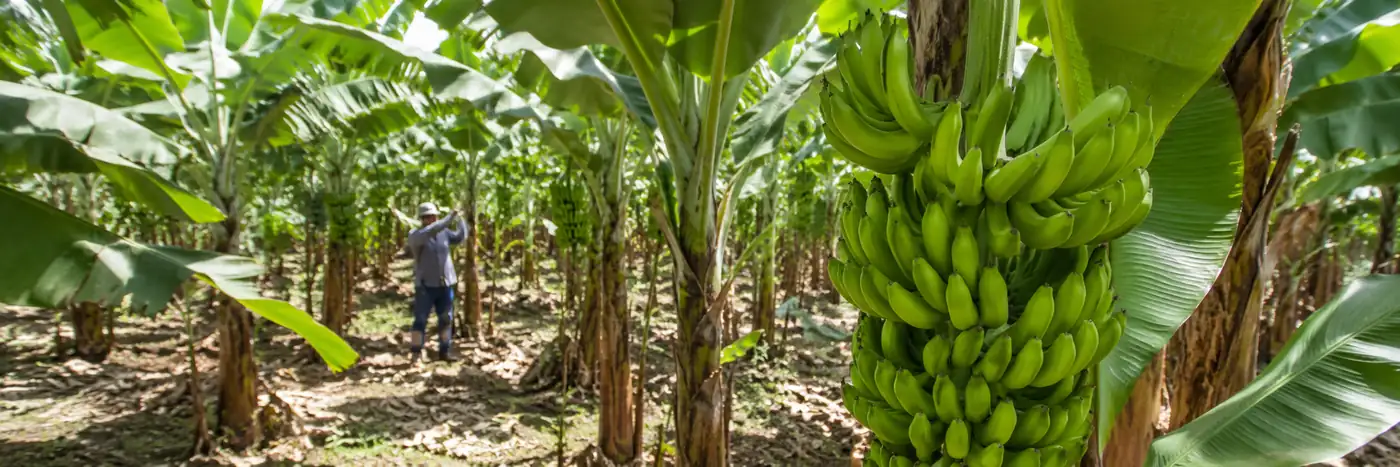 Produção de banana integra liderança do agro de Porto Velho em Rondônia