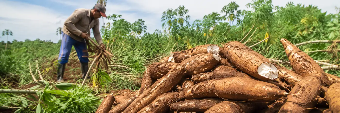 Produção de mandioca integra dados do agro de Porto Velho referentes a 2023