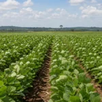 Porto Velho lidera Rondônia em soja, banana e mandioca Agro de Porto Velho lidera produção de soja, banana e mandioca em Rondônia