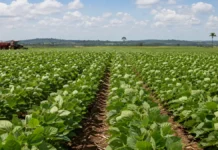Porto Velho lidera Rondônia em soja, banana e mandioca Agro de Porto Velho lidera produção de soja, banana e mandioca em Rondônia