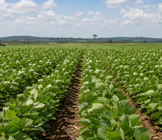 Porto Velho lidera Rondônia em soja, banana e mandioca Agro de Porto Velho lidera produção de soja, banana e mandioca em Rondônia