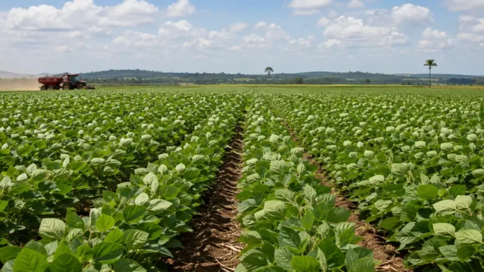 Agro de Porto Velho lidera produção de soja, banana e mandioca em Rondônia