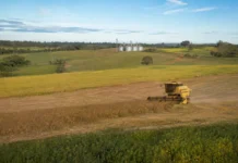 Safra de grãos em Rondônia cai 2,7% para 5,28 milhões de toneladas Paisagem agrícola com colheitadeira durante a produção de grãos em Rondônia