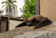 Encontrou um morcego em Porto Velho? Veja como agir com segurança Morcego em Porto Velho exige cuidados para evitar exposição à raiva