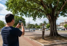 Como pedir poda ou retirada de árvore em área pública pelo PVH+ Poda de árvore em Porto Velho pode ser solicitada pelo PVH+ em área pública
